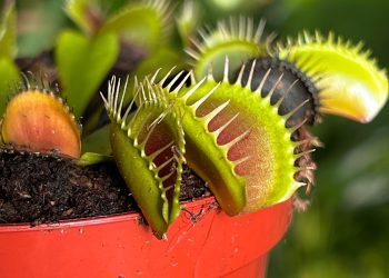 Любопитни факти за света, които науката и историята потвърждават