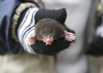 Къртиците „виждат“ света с носа си