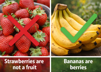 Ягодите не са плод, а бананите са горски плодове