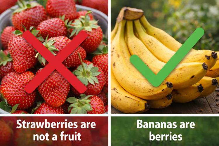 Ягодите не са плод, а бананите са горски плодове