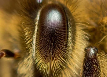 Пчелите могат да разпознават човешки лица
