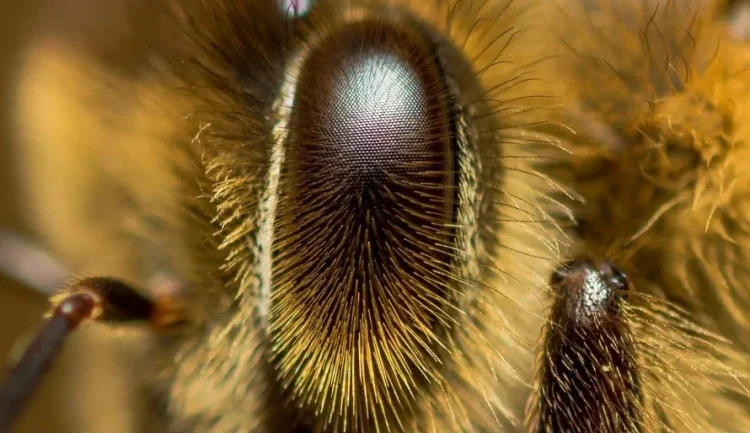 Пчелите могат да разпознават човешки лица
