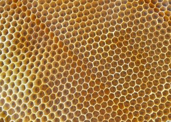 Медът не се разваля – дори след хиляди години