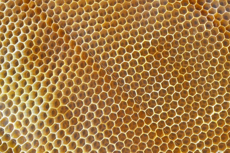 Медът не се разваля – дори след хиляди години