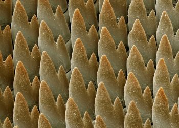 Охлювите имат хиляди зъби – повече от всяко друго животно