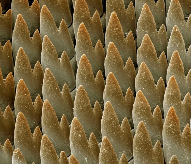 Охлювите имат хиляди зъби – повече от всяко друго животно