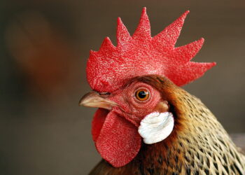 Какво всъщност става с кокошката след обезглавяване